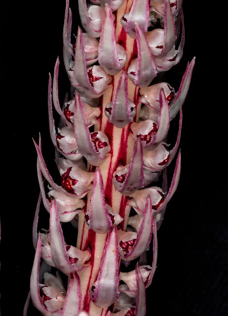 Allotropa virgata - Candy Stripe 16-9616.jpg